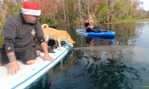 Shiba Inu Meets a Manatee