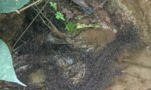 Ants Form Highway Across River