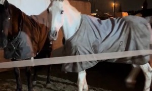 Horse Answers Girl's Question