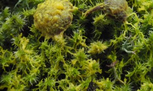 Timelapse Footage of Slime Mold Consuming Mushrooms