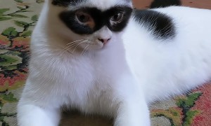 Zorro Cat Sitting and Relaxing