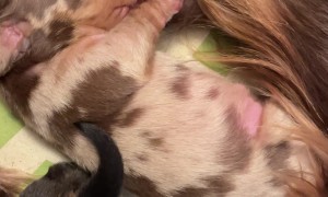 Nursing Dachshund Puppy Adorably Squeaks