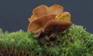 Slime Mold Invades Mushroom