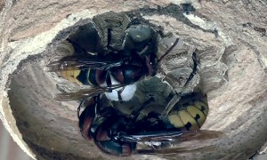 Hornet Queen And Worker Care About Larvae