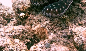 Diver Playing With Octopus