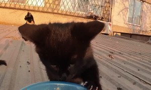 Drone Delivers Food To Rooftop Cats