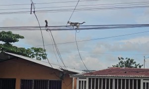 Cat Hunts Squirrel On Cables