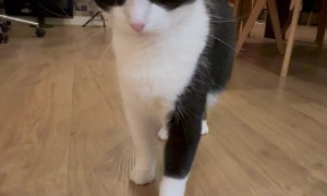 Cat Gets Revenge For Sliding