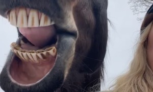 Horse Enjoys Ginger Snap