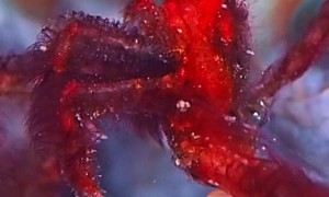 Orangutan Crab Hairs Gently Float In Sea Current Breeze