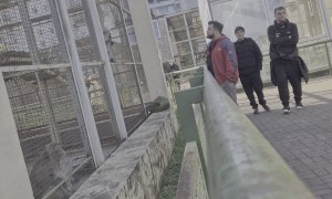 Angry Dogs Bark At Monkeys In Zoo