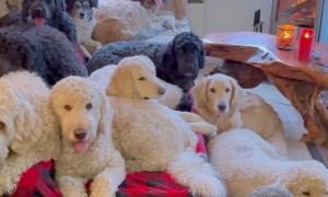 Santa Cottage Full Of Dogs