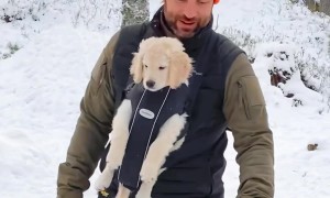 Fluffy Puppy In A Baby Carrier