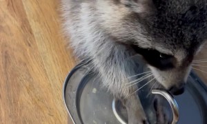 Raccoon Washes Tater Tot In Water Fountain