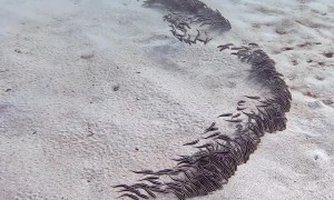 Venomous Striped Eel Catfish