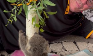Man Encourages Orphaned Koala To Climb