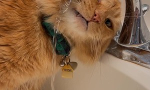 Drinking Water Confuses Orange Cat