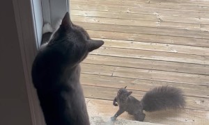 Cat has A Squirrel Friend