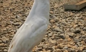 Bird Swiftly Swallows Fish