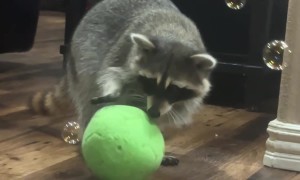 Raccoon Loves Bubbles