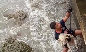 Guys Rescue Dog Trapped on Rocky Shore