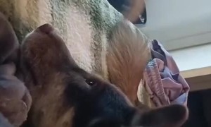 Sweet Doggo Undeterred by Kitten Baps