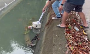 Puppy Rescued With an Umbrella