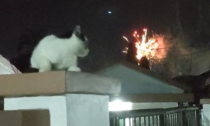 Zorro Cat Watches New Year's Fireworks