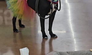 Dog's Adorable New Year's Eve Costume