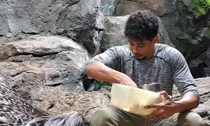 Feeding Two Giant Porcupine