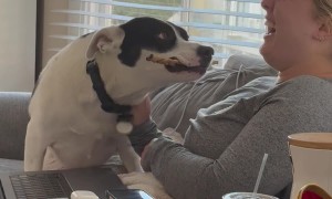 Dog Interrupts Zoom Meeting