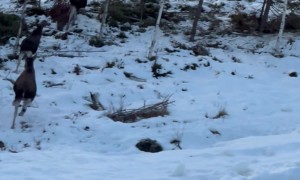 Mama Moose and Calves Cross Ski Slope