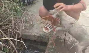 Dog Rescued from Sewer and Adopted