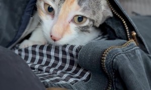 Kitten Crawling Up Inside Cargo Pants