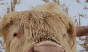 Brushing Out A Sweet Highland Cow