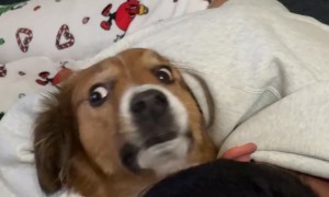 Doggo is Unsure About Hugs