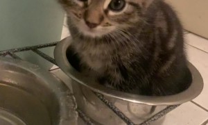 Kitten Sits In Food Bowl To Drink Water