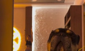 Dog Too Sleepy for Yoga