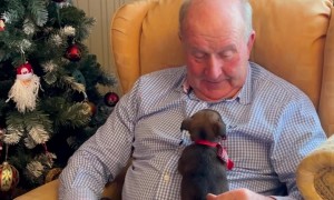 Grandpa Surprised With Puppy For Christmas