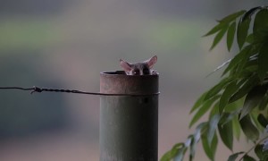 Lesser Bush Babies Emerge From Fence Pole Nest
