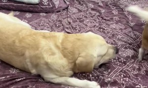 Labrador Zoomies Destroy Headphones