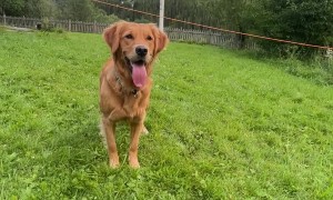 Golden Retriever Flips While Retrieving Ball