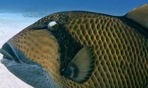 Fish Makes a Toothy Grin for the Camera