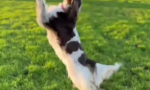 Spaniel Hops And Dances In The Setting Sun
