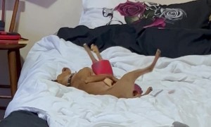 Chihuahua Found Getting Frisky With Rubber Chicken