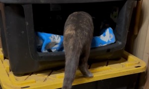 Cats Tetris Into Purr Pile