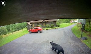 Bear Gets Into Unlocked SUV