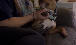 Pretending to Take a Bite Out of Our Dog