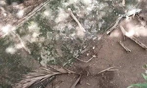 Headbanging Lizard Breaks Tree Branch