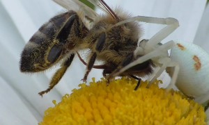 Goldenrod Crab Spider Catches Bee